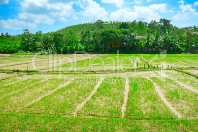 rice field