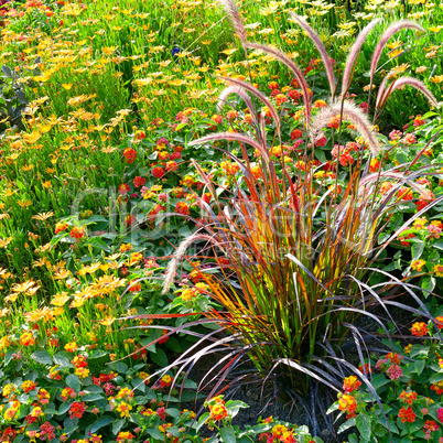 Blossoming flowerbed