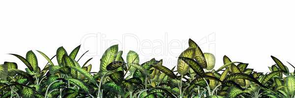 Tropische Pflanzen – Freisteller