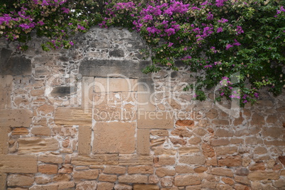 Mauer mit Bougainvillea