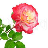 rose flower isolated on white background