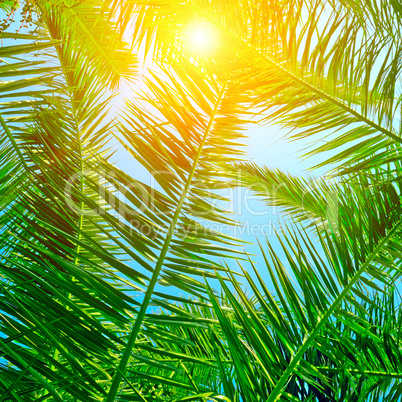 background of palm leaves and blue sky