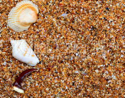 Seashells and claw from crab on sand