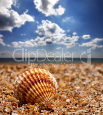 Seashell on sand