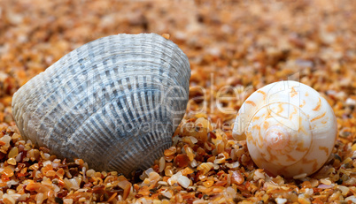 Two seashell on sand