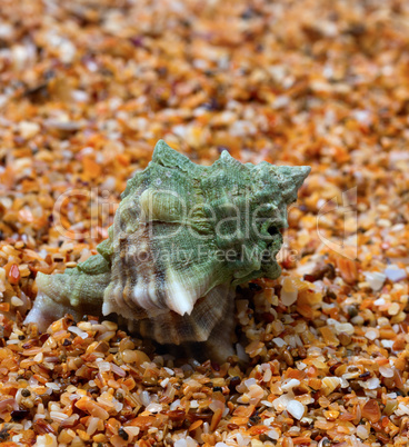 Wet seashell on sand in sunny day