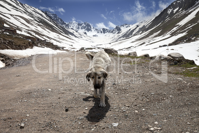 Dog on dirt road in spring mountains