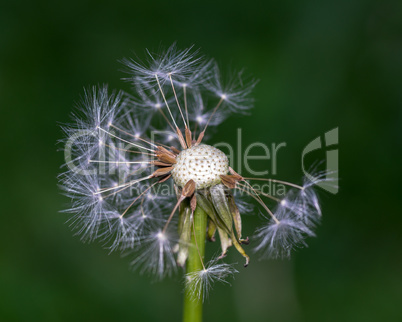 Pusteblume