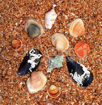 Seashells on sand in sunny day