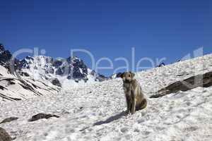 Dog in snowy mountains at spring