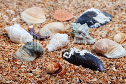 Seashells on sand in sunny day