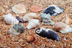 Seashells on sand in sunny day