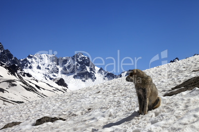 Dog in snowy mountains at nice spring day