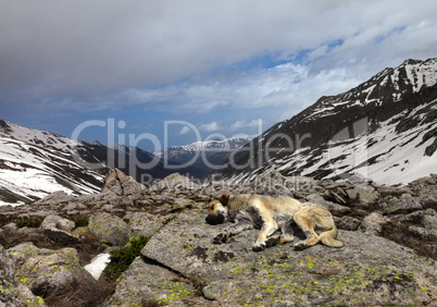 Dog sleeping on stone in mountains
