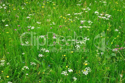 Kräuterwiese Blumenwiese