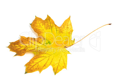 Yellow multicolor autumn maple-leaf