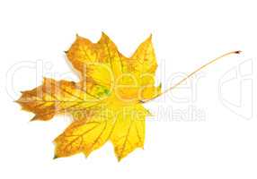 Yellow multicolor autumn maple-leaf
