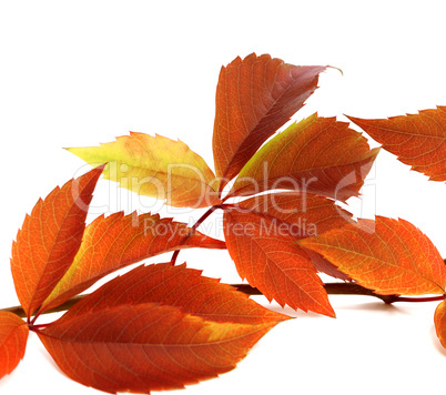 Autumnal twig of grapes leaves (Parthenocissus quinquefolia foli
