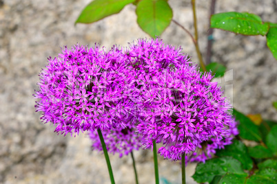lila Zierlauch  Allium