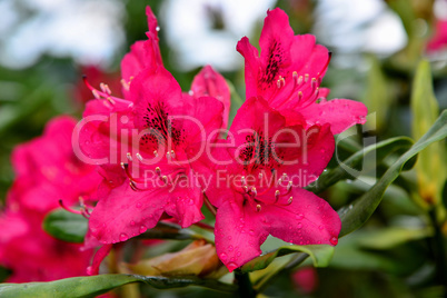 Rhododendron Blüte