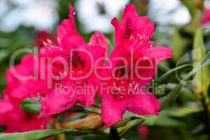 Rhododendron Blüte