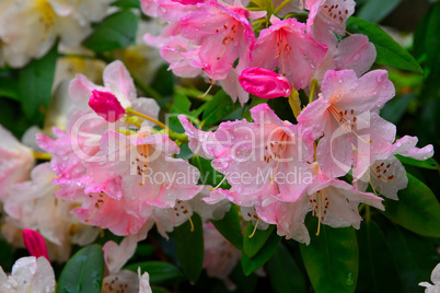 Rhododendron Blüte