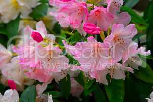 Rhododendron Blüte