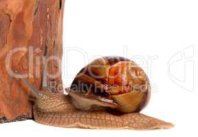 Snail and pine tree. Isolated on white background
