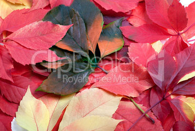 Background of multicolor leafs