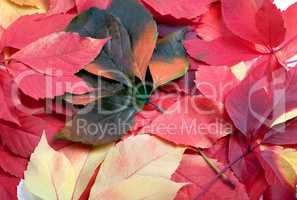 Background of multicolor leafs