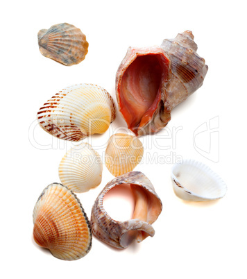 Seashells on white