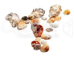Seashells on white background