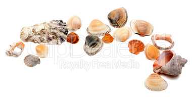 Collection of seashells with copy space