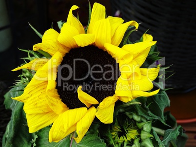 Dekoration mit Sonnenblume Dekoration mit Sonnenblume