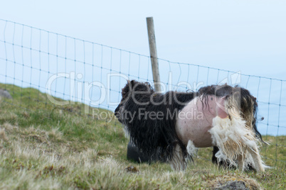 Sheep losing its wool on the Faroe Islands
