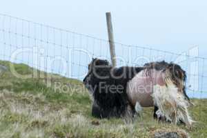 Sheep losing its wool on the Faroe Islands