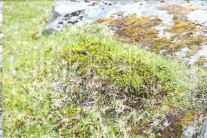 Moss on the Faroe Islands
