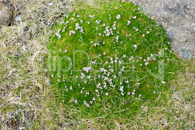 Moss Campion, Silene acaulis blooming