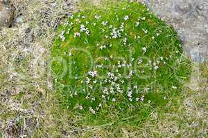 Moss Campion, Silene acaulis blooming