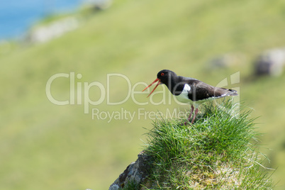 Eurasian oystercatcher, Haematopus ostralegus