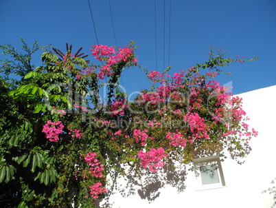 Bougainvillea