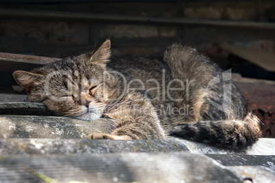 large gray tabby cat sleeping on the roof