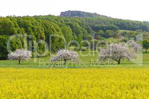 Blühendes Rapsfeld mit Apfelbäumen