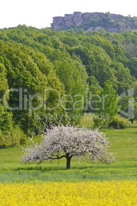 Blühendes Rapsfeld mit Apfelbäumen