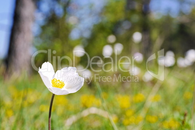 Weisse Anemone blühend im Frühling