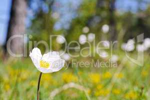 Weisse Anemone blühend im Frühling