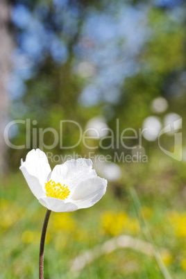 Weisse Anemone blühend im Frühling