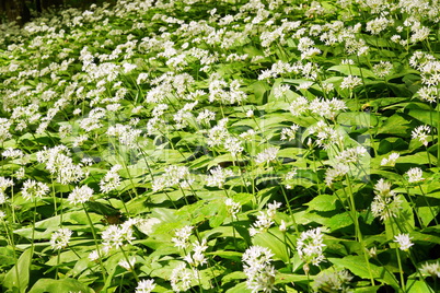 Bärlauchblüten im Laubwald