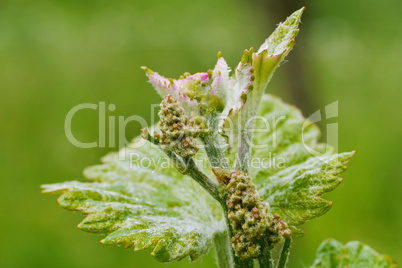 Knospen von Rebblüten