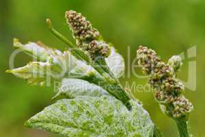 Knospen von Rebblüten